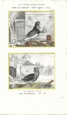 Stampa antica UCCELLI PICCIONE GOZZO GROSSO e NONAIN Buffon 1835 Antique print