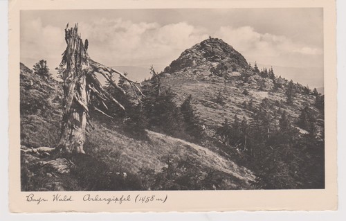 Cartolina foresta - cartolina,