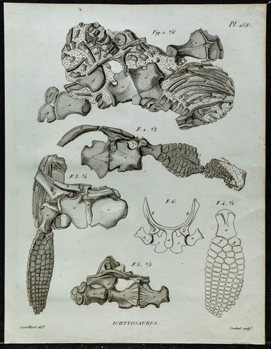 1836 scheletro anteriore - scheletro, di