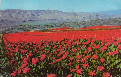 Cartolina epoca poinsettia - cartolina,
