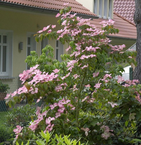 Fiori giapponesi satomi - fiori,