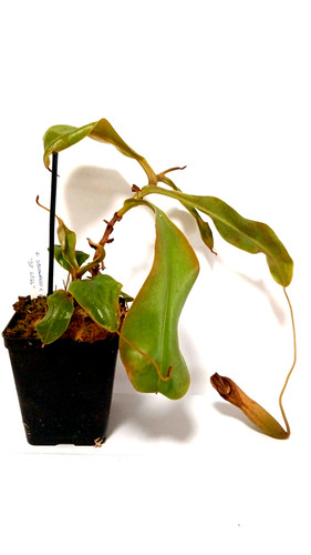 Nepenthes sibuyanensis - nepenthes,