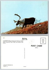 Cartolina epoca caribou bull - caribou,
