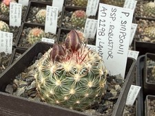 Pediocactus simponii ssp