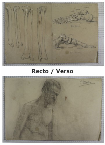 Disegno anatomico antico - anatomico,
