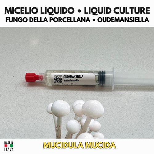 Oudemansiella mucida coltura - mucida,