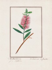 Metrosideros lophanta spazzola