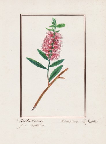 Metrosideros lophanta spazzola