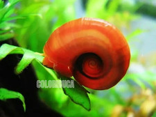 5 lumache + 2 Piante, Acquario