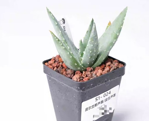 Vendita vaso cm - 6,5,