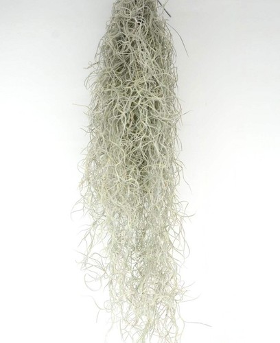 Tillandsia usneoides 60cm - , |