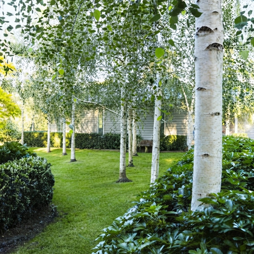 Betulla bianca alba betula - bianca,