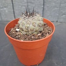 Copiapoa columna-alba (Caleta