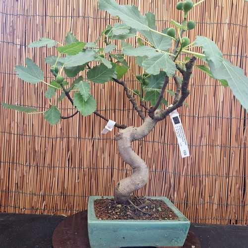 Bonsai fico 50cm visita - fico, h