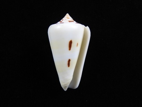 Sea shell conus - conus, leehmani