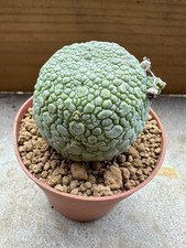 Pseudolithos migiurtinus, Own Root, 4.3 cm, 6.5 cm Pot, Not Copiapoa, Aztekium