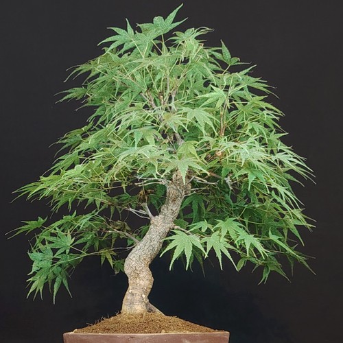 Bonsai acero acer palmatum - acer,