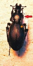 Carabidae, CARABINAE, Carabus
