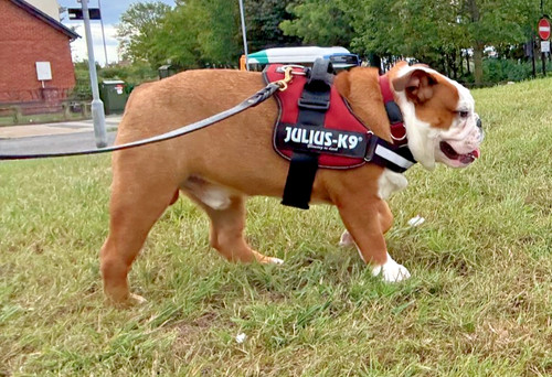 Julius power house - k9,