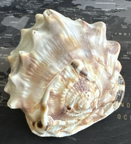 Conchiglia cassis tuberosa - cassis, 10