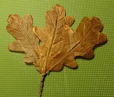Foglia di quercia per elmetto