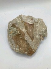 Autentico dente di squalo