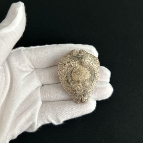 Barycypraea caputviperae