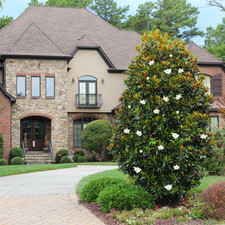 Magnolia grandiflora pianta