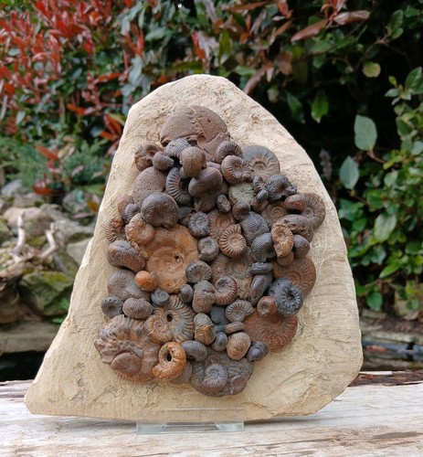 Ammonite hematite multiblock - ammonite,