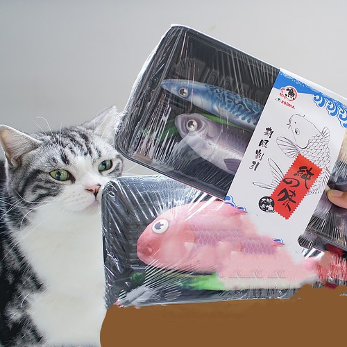 Salmone catnip gatto - salmone,