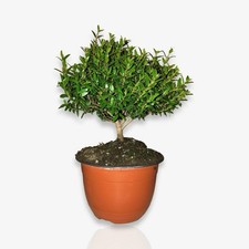 Mirto Myrtus Microphylla cespuglietto in Ciotola ⌀15 CERTIFICATO