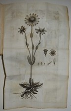 MEDICINA - figur. 1779 - Storck - Arnica - anni medici