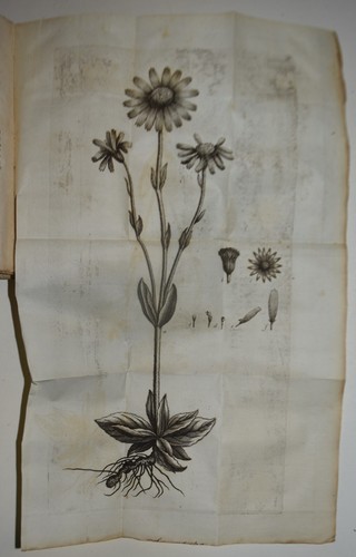 Medicina figur 1779 - medicina,