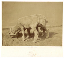Bisson Frères, France, Mouton