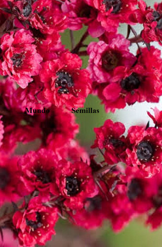 Leptospermum scoparium manuka - scoparium,