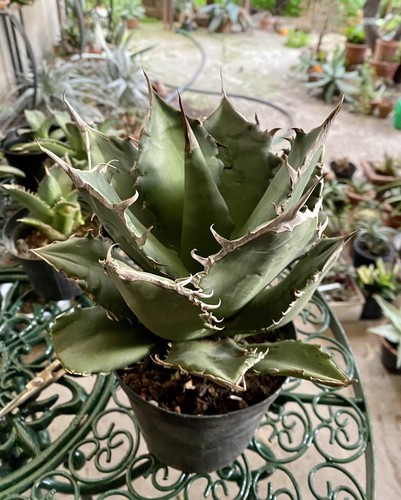 Agave titanota - agave, rare