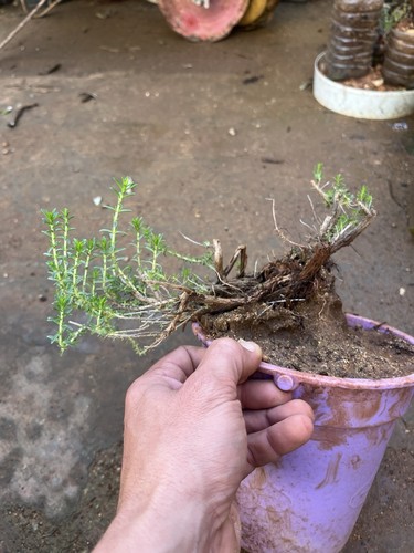 Bonsai timo thymus - bonsai, vulgaris