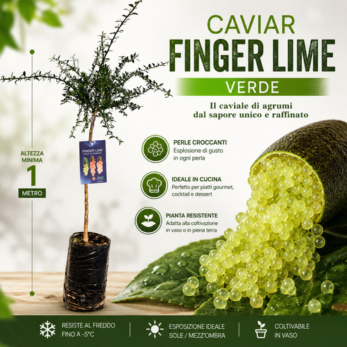 Pianta finger lime caviale - di,