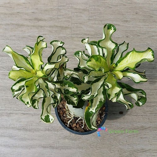 Semi adenium obesum rosa - semi,