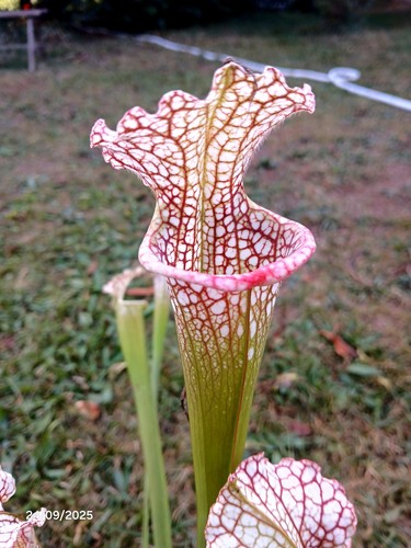 Rare sarracenia - rare,