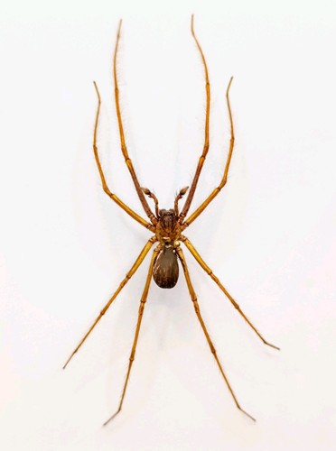 Entomology taxidermy - entomology,