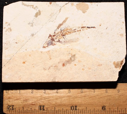Exocoetoides 102 pesce - exocoetoides,