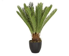 CYCAS REVOLUTA   Bulbo  Con