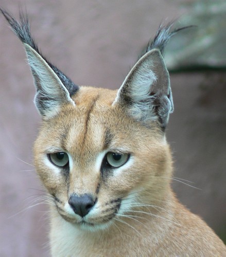 Caracal wild cat africa - caracal, poster