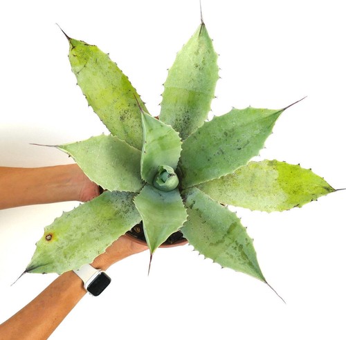 Agave hurteri light green - agave,