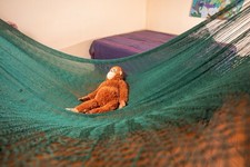 Amaca messicana Mexi 3 verde