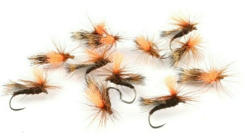 Para sedge galleggiante nero - para,