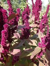 Testa di elefante amaranto -