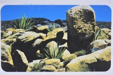 Acquario Terrario Deserts