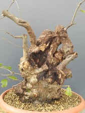 Bonsai Leccio Robusta 50x25cm